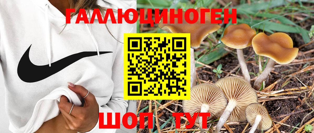 Урус-Мартан  Псилоцибиновые грибы мухоморы  Вход с VPN  Галлюциногенные грибы Cubensis 